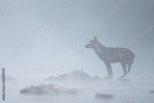 Grey Wolf (Canis lupus) in the river in a foggy morning, Bieszczady, Carpathians, Poland. photo