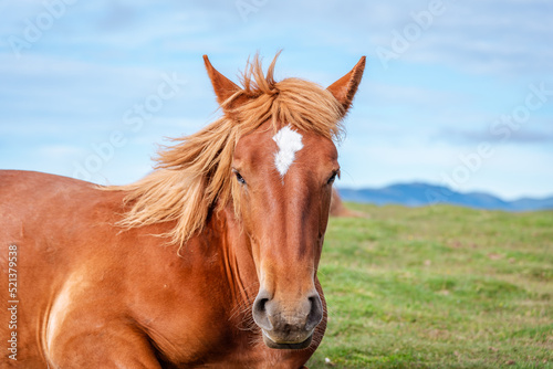 Portrait of a beautiful brown horse. © zkcristian