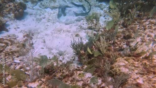 4k footage of a Southern Stingray (Dasyatis americanus) in Cozumel, Mexico photo