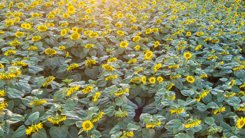 Pole słoneczników. Field of sunflowers