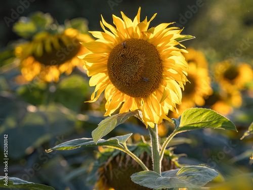 Słoneczniki. Sunflowers © Damian Pękalski