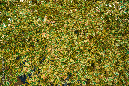 Terminalia neotaliala, the Madagascar almond tree, is a mid-sized tree in the leadwood tree family, Combretaceae. Terminalia mantaly tree leaf texture background photo