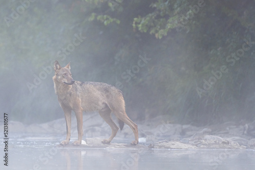 Fototapeta Naklejka Na Ścianę i Meble -  Grey Wolf (Canis lupus) in the river in a foggy morning, Bieszczady, Carpathians, Poland.