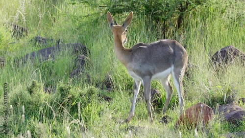 A grey rhebuck (Pelea capreolus) feeding in natural habitat, Mokala National Park, South Africa