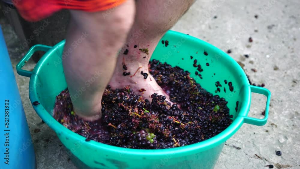 Grapetreading or grapestomping in traditional winemaking. Senior