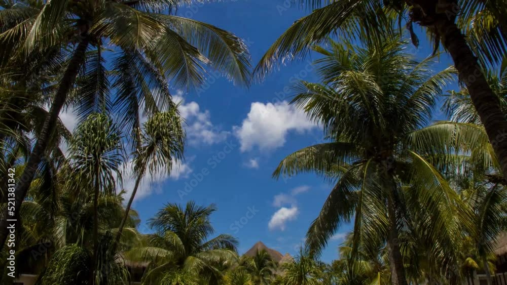 4k timelapse of clouds moving behind palm trees in Quintana Roo, Mexico 4k timelapse of clouds moving behind palm trees in Quintana Roo, Mexico