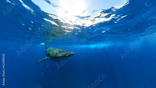 4k video footage of a Whale Shark (Rhincodon typus) off the coast of Mexico