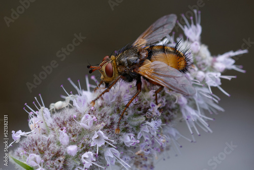 Fly (Tachina fera) on a mint flower © André LABETAA