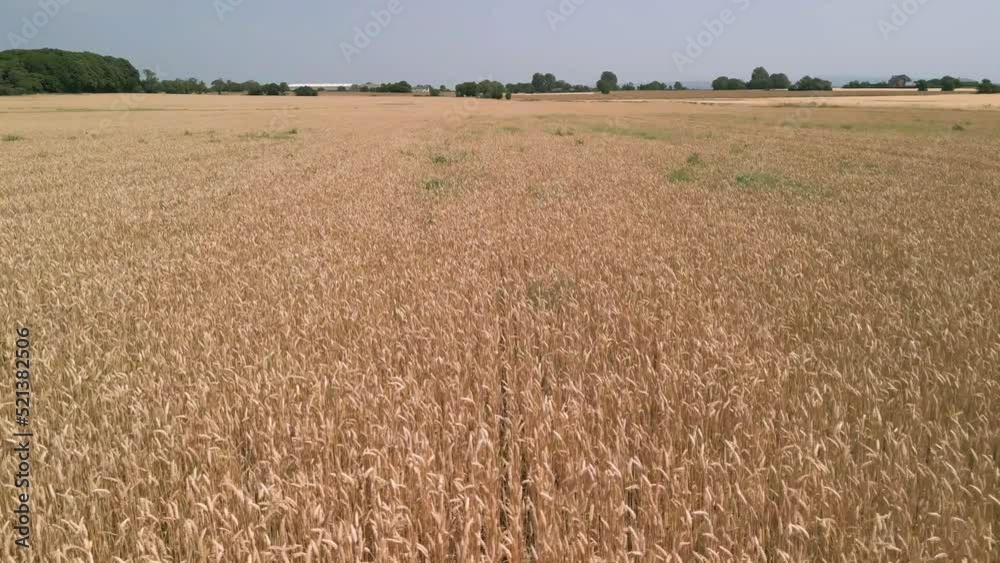Low level aerial fly forward clip over an arable crop of golden barley in the English countryside Low level aerial fly forward clip over an arable crop of golden barley in the English countryside