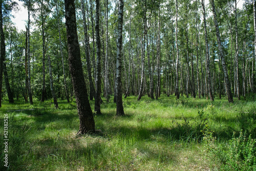 Dense birch forest. Green forest with young birch. 