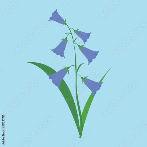 bluebell flower on a blue background