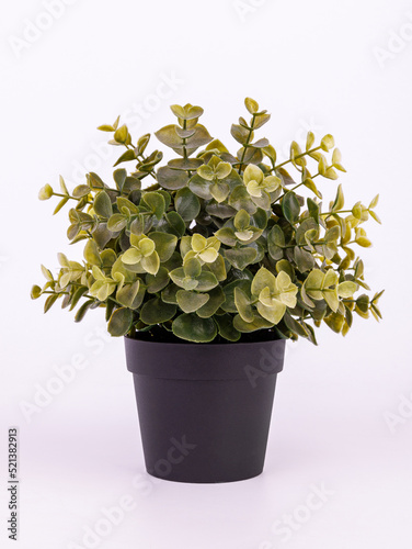 Green artificial plant in a black pot on a white background