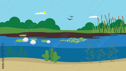 pond with water lilies and reeds