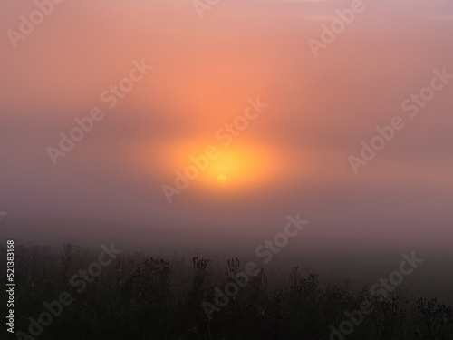 foggy dawn in summer in a field