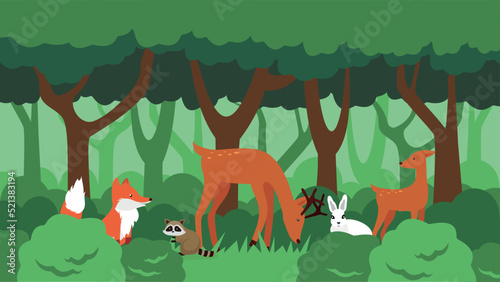 Fototapeta Naklejka Na Ścianę i Meble -  Fox, raccoon, roe deer, hare in the forest