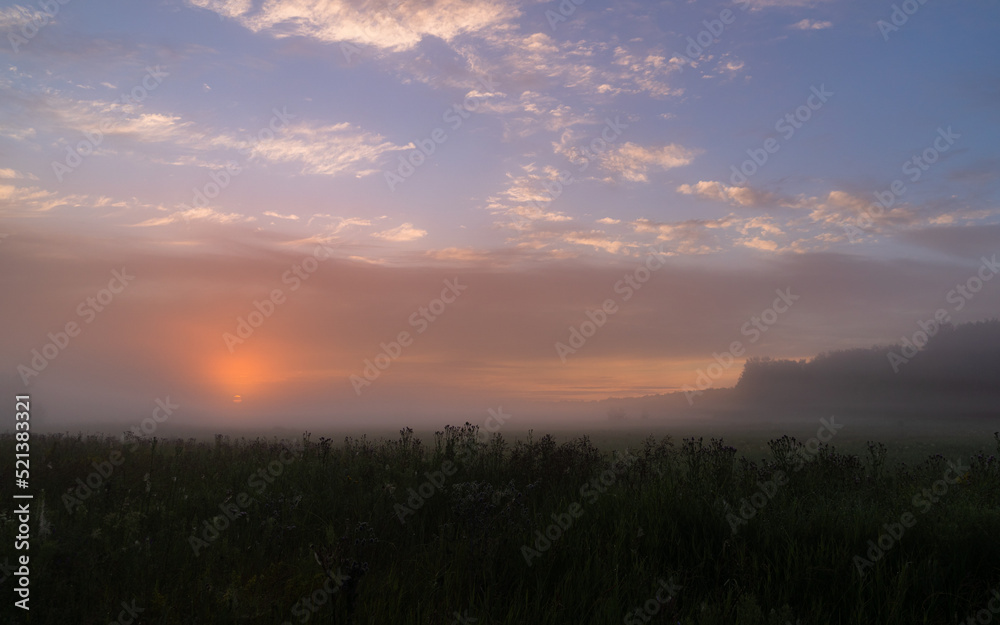 foggy dawn in summer in a field