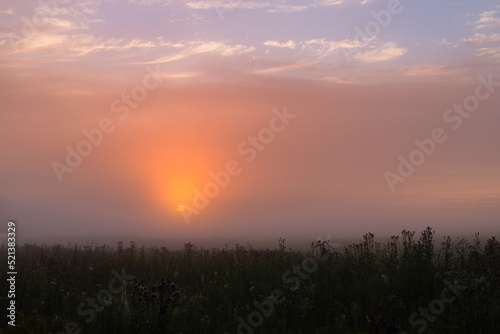 foggy dawn in summer in a field