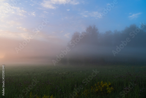foggy dawn in summer in a field