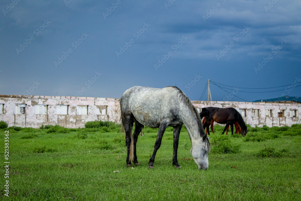 Fototapeta premium Herd of horses grazing in countryside