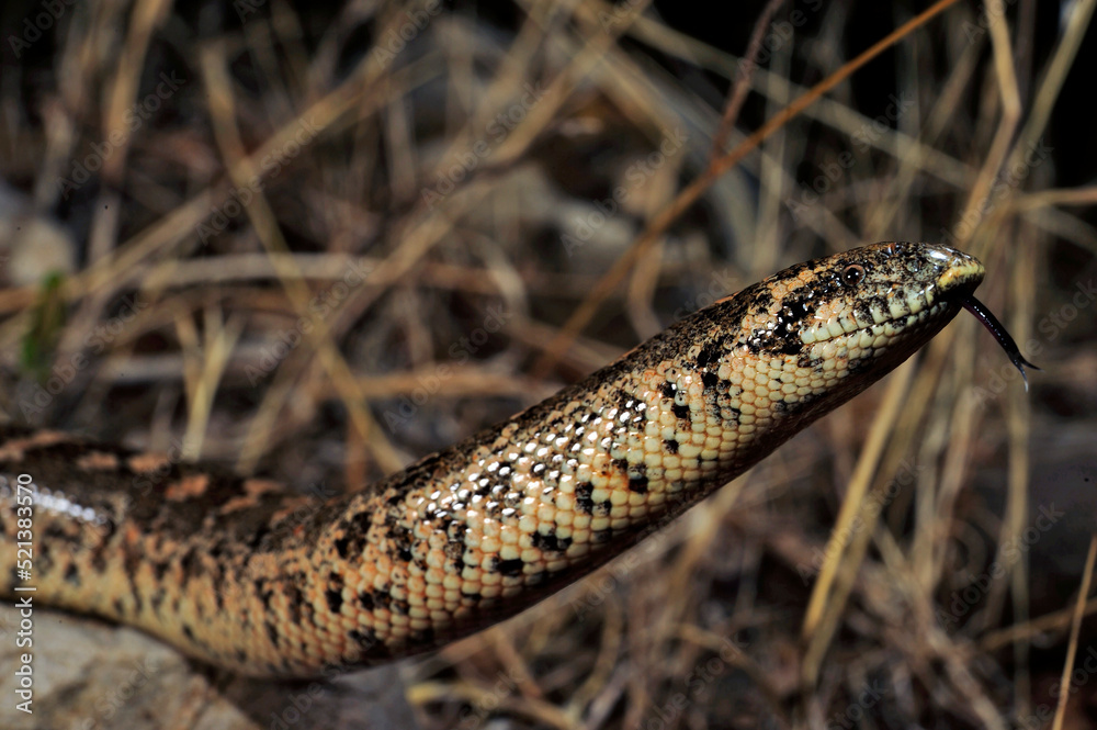 Westliche Sandboa // Javelin sand boa (Eryx jaculus) - Peloponnes, Griechenland Westliche Sandboa // Javelin sand boa (Eryx jaculus) - Peloponnes, Griechenland