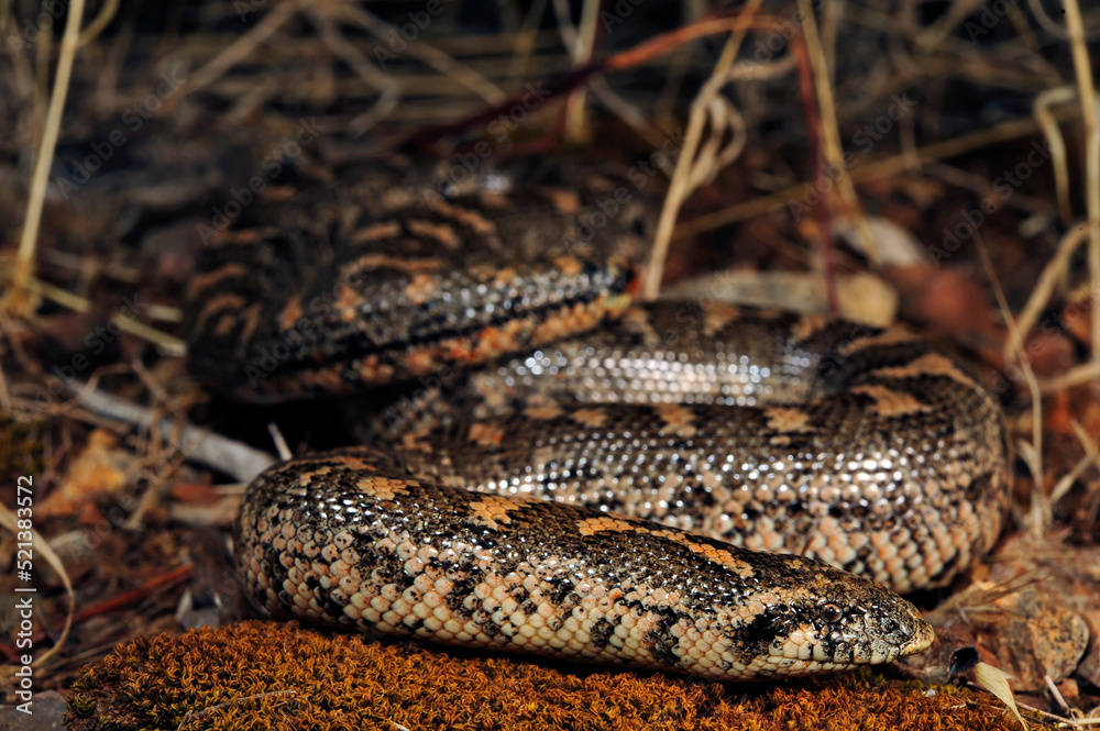 Javelin sand boa // Westliche Sandboa (Eryx jaculus) - Peloponnese, Greece Javelin sand boa // Westliche Sandboa (Eryx jaculus) - Peloponnese, Greece