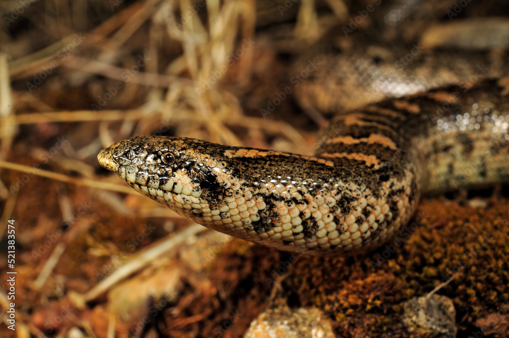 Fototapeta premium Javelin sand boa // Westliche Sandboa (Eryx jaculus) - Peloponnese, Greece