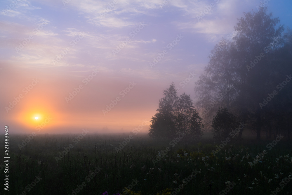 foggy summer morning in the forest foggy summer morning in the forest