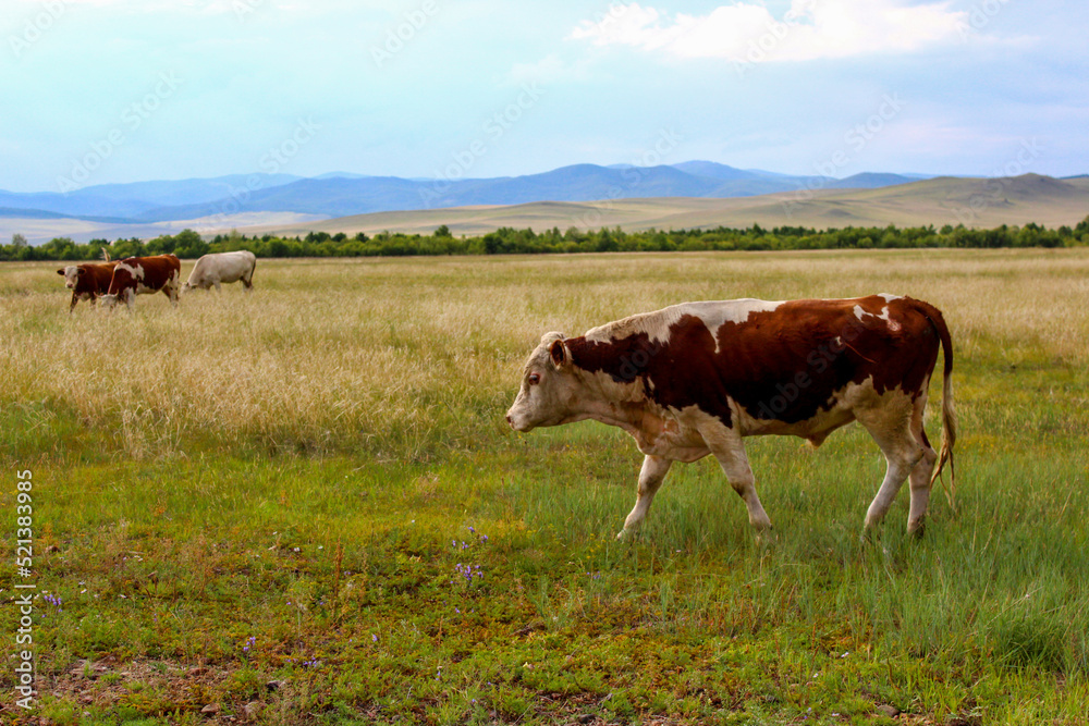 Herd of cows grazing on summer meadow Herd of cows grazing on summer meadow