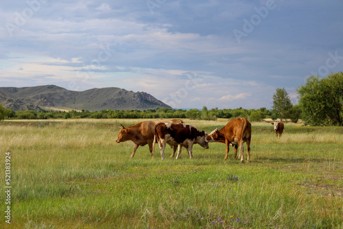 Herd of cows grazing on summer meadow