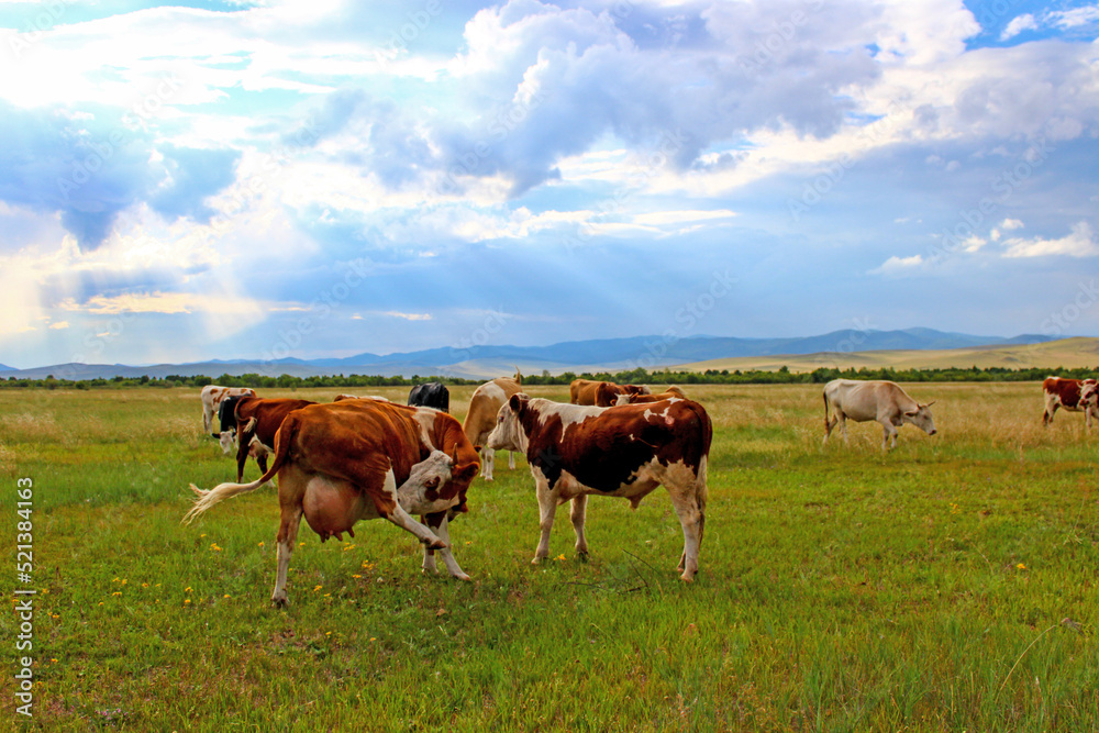 Herd of cows grazing on summer meadow Herd of cows grazing on summer meadow