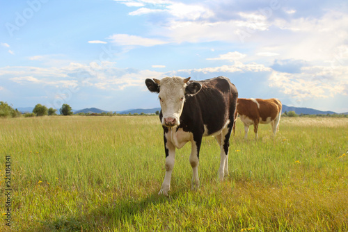 Fototapeta Naklejka Na Ścianę i Meble -  Curious cow looking at camera while grazing on summer meadow
