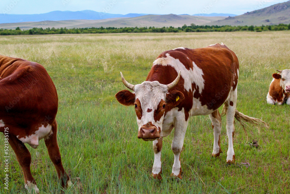 Curious cow looking at camera while grazing on summer meadow Curious cow looking at camera while grazing on summer meadow