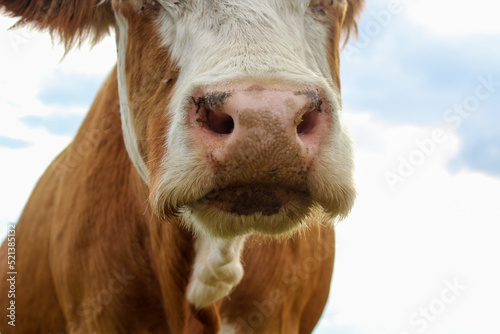 Cow's snout nose close-up. Chewing cattle © Tungalag