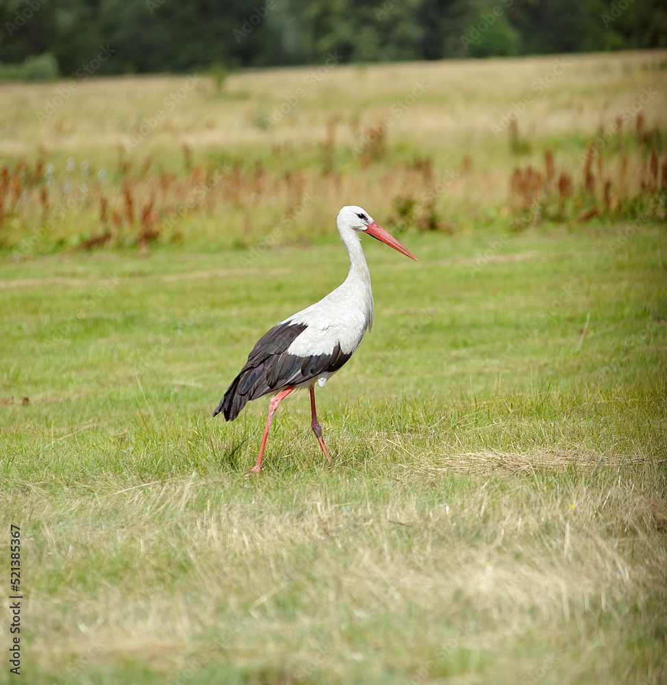 Stork searching for food in the field, cut grass