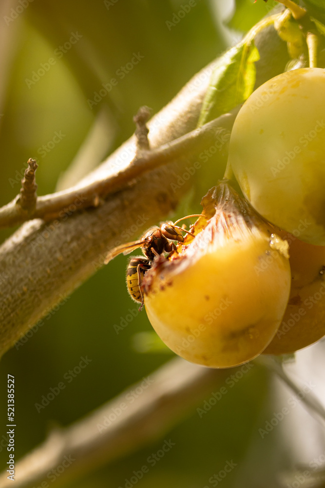 Hornet eating yellow plum in fruit tree in summer Hornet eating yellow plum in fruit tree in summer