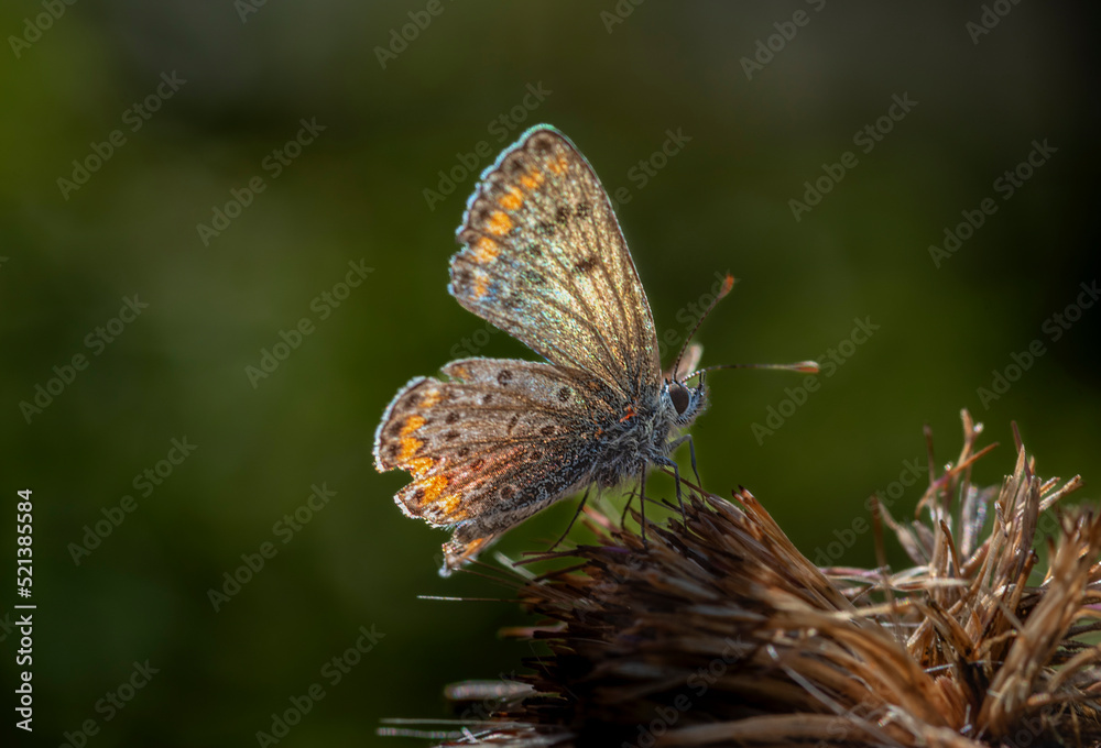 little butterflies continue their generation in small parks in the city little butterflies continue their generation in small parks in the city