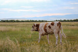 Bull grazing on summer meadow