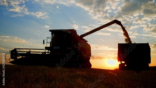 Harvester combine pours grain into truck on field. Machine pouring just harvested wheat. Agricultural tractor harvests wheat field on sunset. Production process in agribusiness. Grain, ears, food.