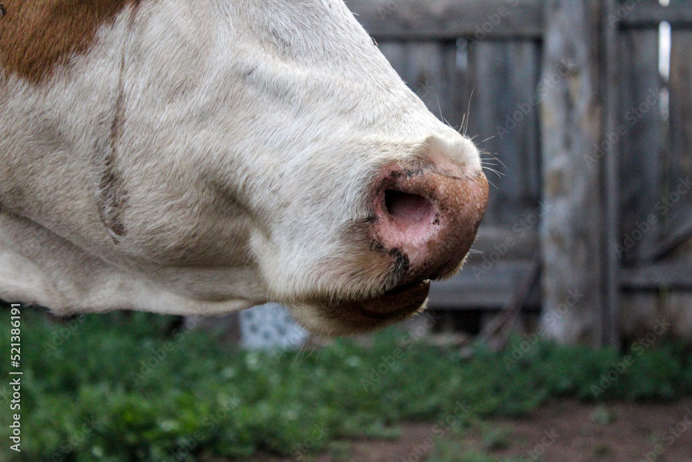 Cow's snout nose close-up. Chewing cattle Cow's snout nose close-up. Chewing cattle