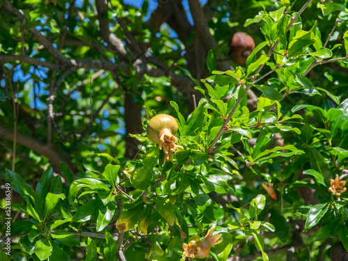 Unripe green-red pomegranate hanging on tree branch among leaves.