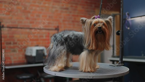 yorkshire terrier dog in veterinary center or grooming salon, doggie is prepared for dogs show photo