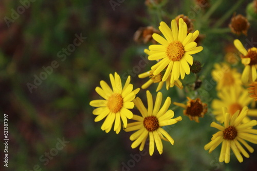 Fototapeta Naklejka Na Ścianę i Meble -  Yellow wild flowers on summer meadow