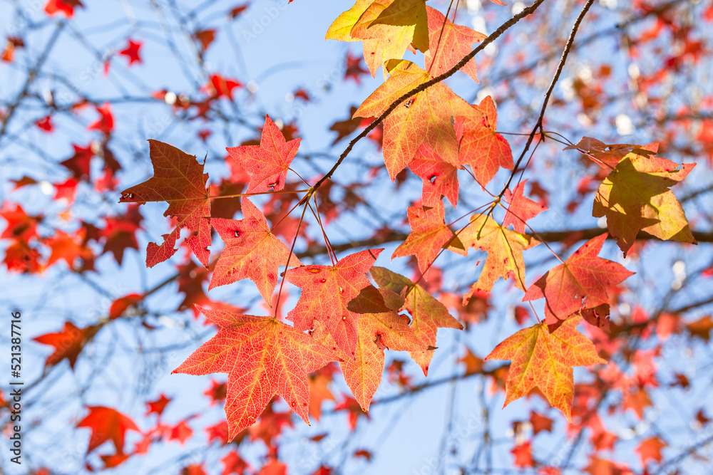 Tree Leaf's Autumn Green Yellow Orange Red Colors Blue Sky Background Tree Leaf's Autumn Green Yellow Orange Red Colors Blue Sky Background