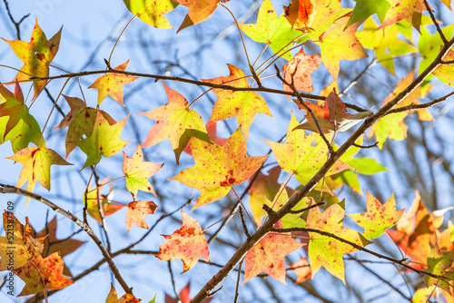 Tree Leaf's Autumn Green Yellow Orange Red Colors Blue Sky Background