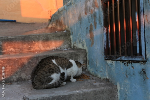 a street cat