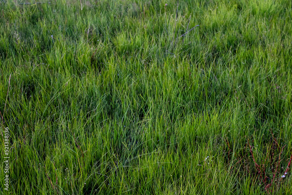 green grass with dew drops green grass with dew drops