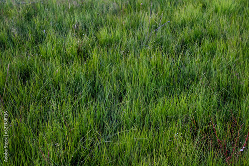 green grass with dew drops 