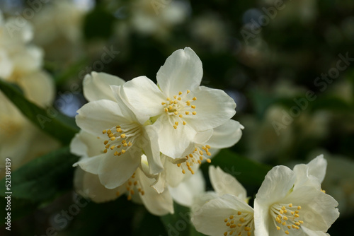 Beautiful blooming white jasmine shrub outdoors, closeup