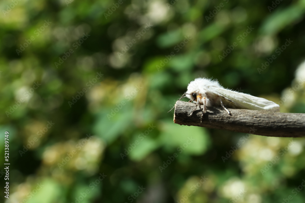 Beautiful moth on wooden twig outdoors, closeup. Space for text