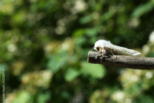 Fototapeta Naklejka Na Ścianę i Meble -  Beautiful moth on wooden twig outdoors, closeup. Space for text